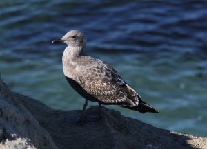 Juvenile California Gull