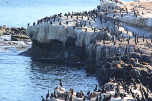 At first glance this photo looks like penguins on ice, but these are Cormorants sitting on rocky cliffs that have been eroded over the years with the help of bird droppings.